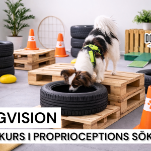 FÖRDJUPNING I PROPRIOCEPTIONS SÖK 10/4 2026 (FÖRMIDDAG)
